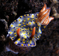 Hypselodoris infucata, Lembeh by Doug Anderson 